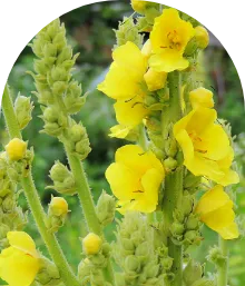 divozel-malokvety