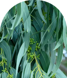 eukalyptus-gulatoplody